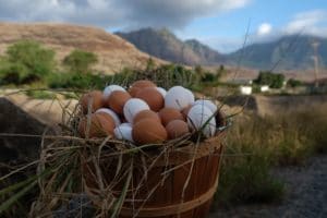 Local Hawaii egg farm producing Ka Lei eggs and Hawaiian Maid Eggs and ditributed by Eggs Hawaii